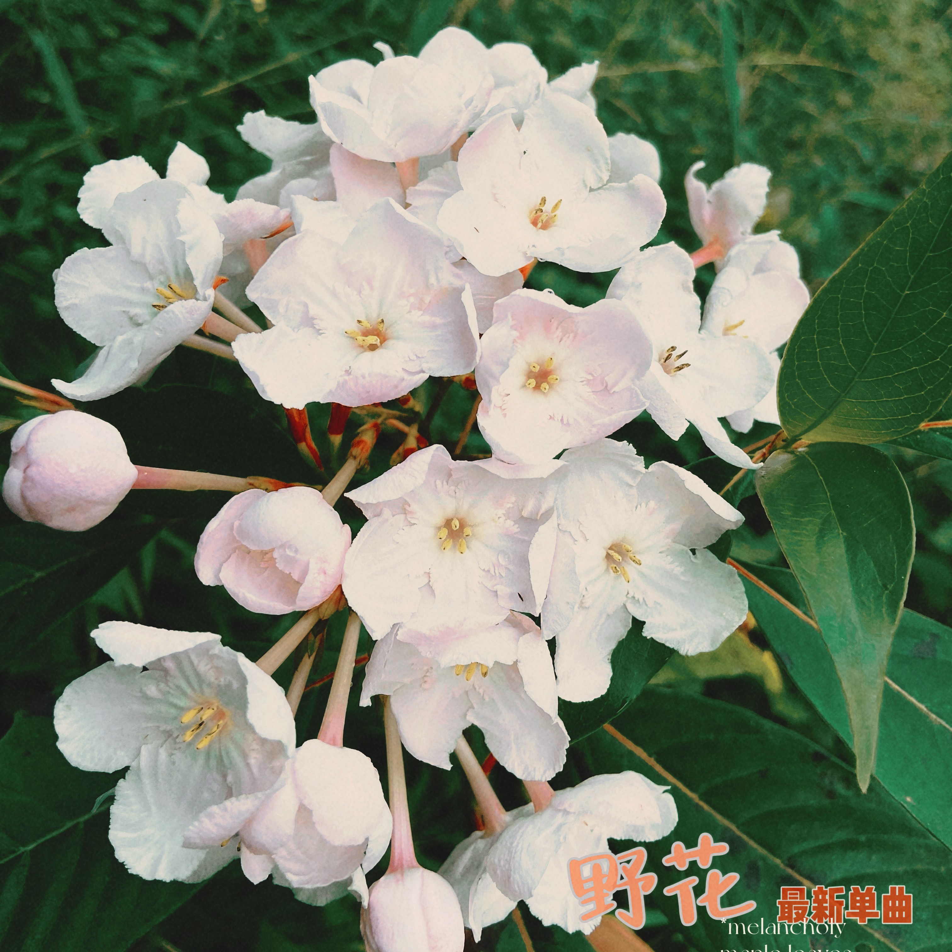 野花直播视频免费高清完整版-第3张图片