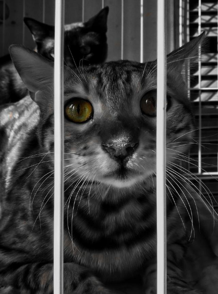 新版猫咪APP新版猫咪，宠爱与科技的完美融合-第1张图片