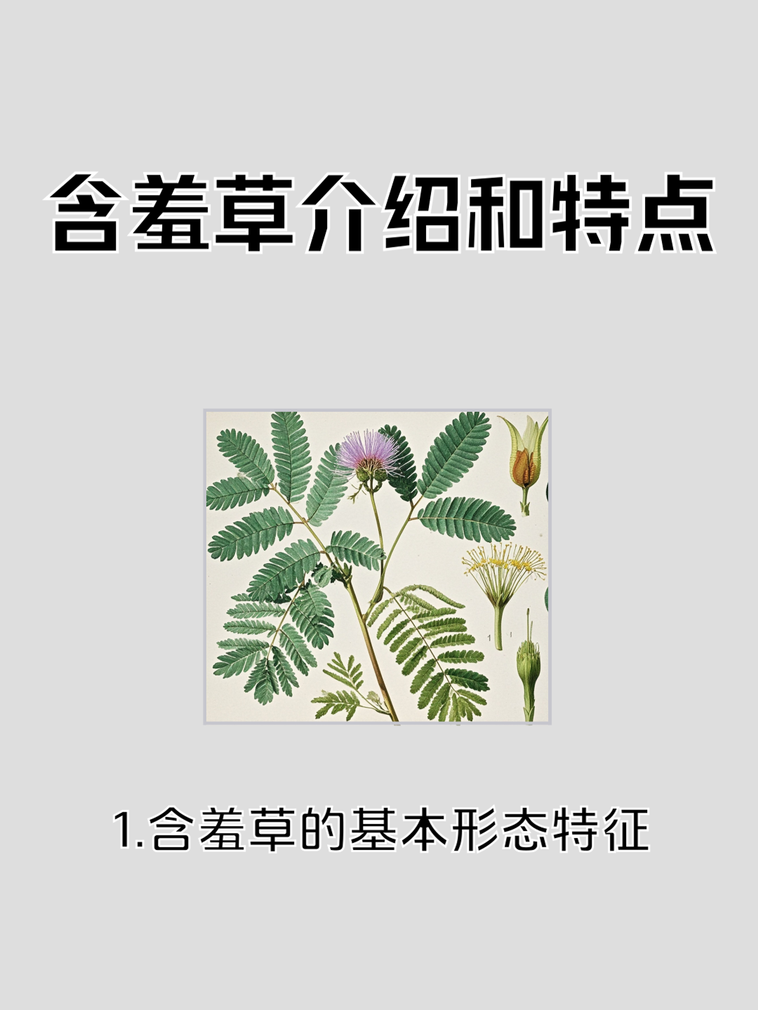 含羞草实验所免费网站进入含羞草实验所免费网站进入指南-第1张图片