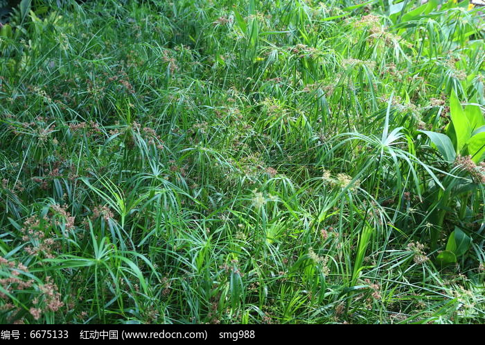 青草资源站青草资源站，守护绿色生态的绿色使者-第1张图片