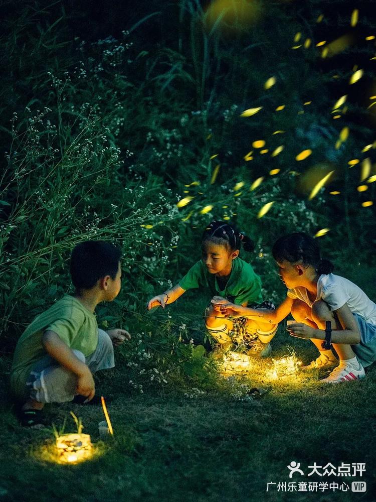 广州萤火虫，城市的夜之精灵