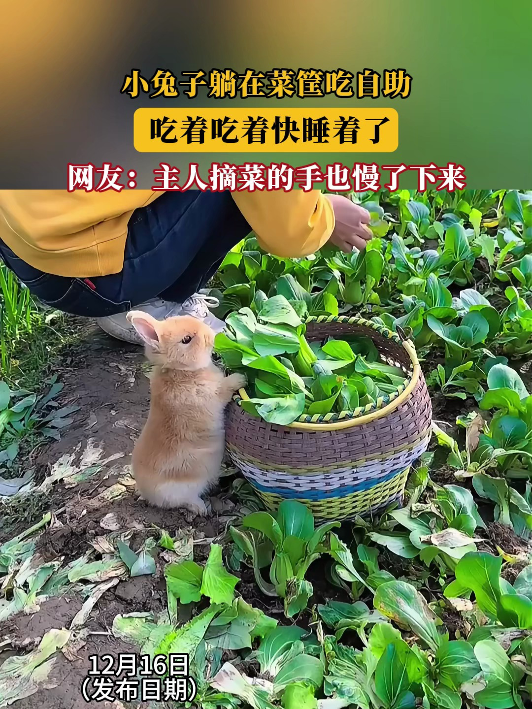 什么姿势可以吃到小兔子在线观看什么姿势可以吃到小兔子-第1张图片