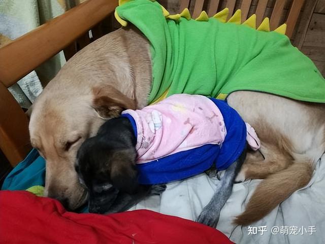 狗茎进入美女子宫视频狗茎进入的探索之旅-第1张图片