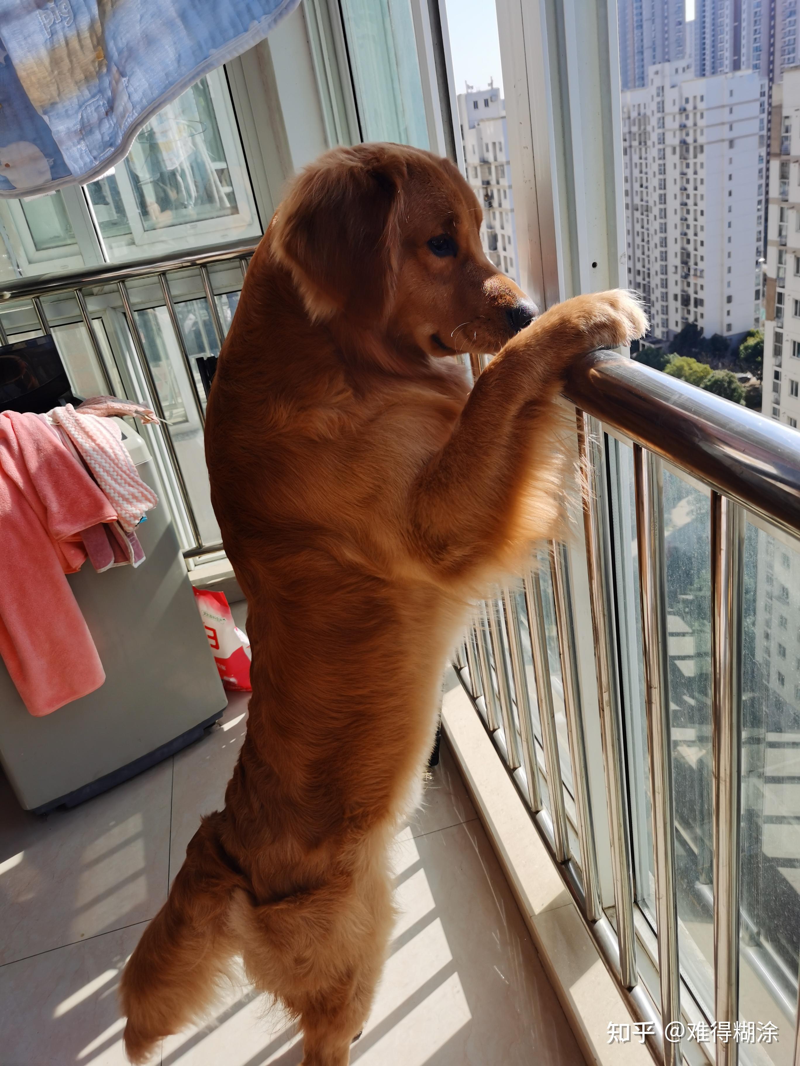 博狗haobc.vip，探索智能养狗新体验-第2张图片