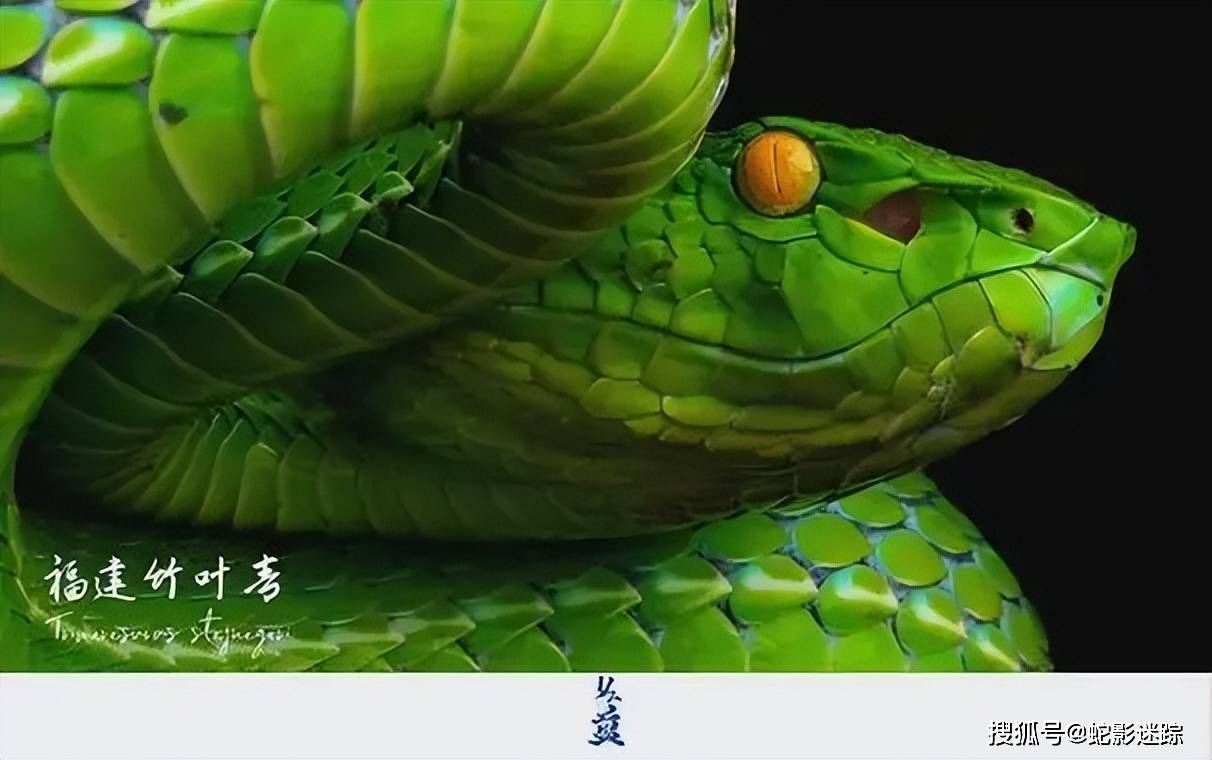 欲蛇哪里能看到欲蛇下载，解锁数字时代的神秘力量-第1张图片