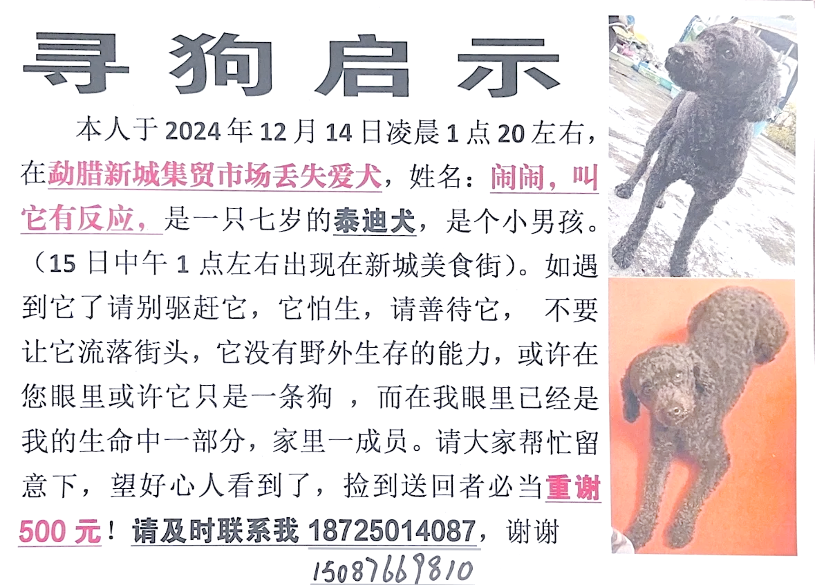 跑狗报跑狗报，探索与挑战-第1张图片