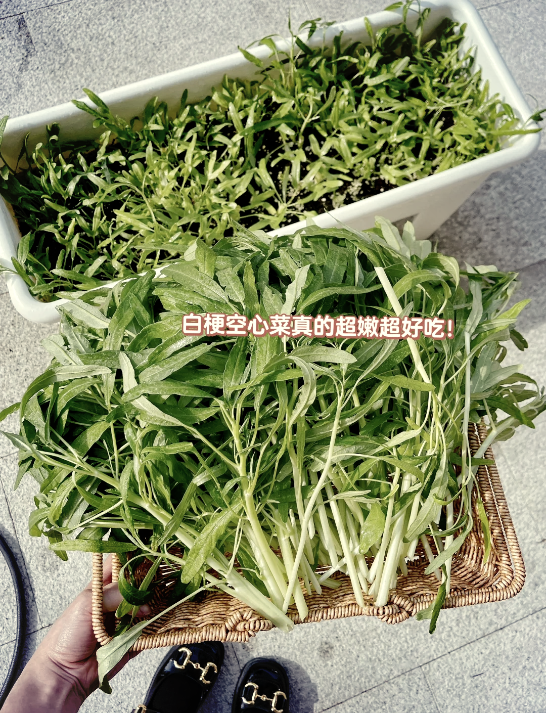 成人丝瓜草莓榴莲向日葵秋葵-第3张图片