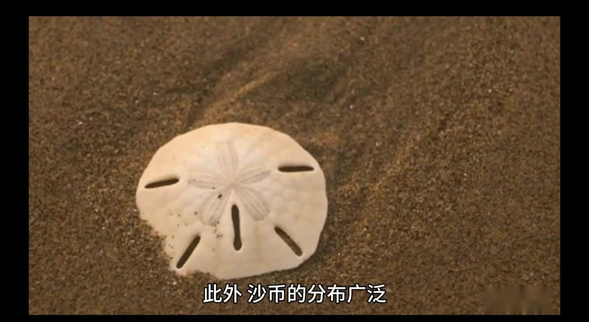 曼波鱼曼波鱼，神秘海洋中的精灵-第2张图片