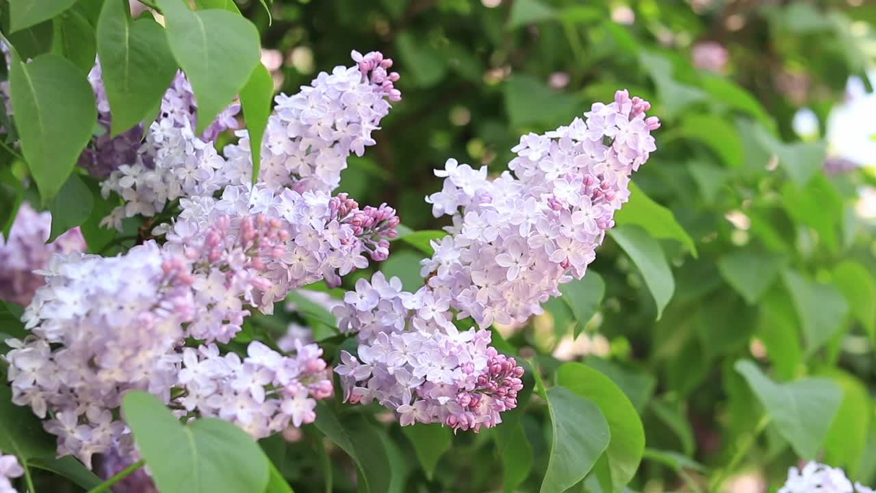 丁香花高清在线完整版色情五月，沉沦的陷阱-第2张图片