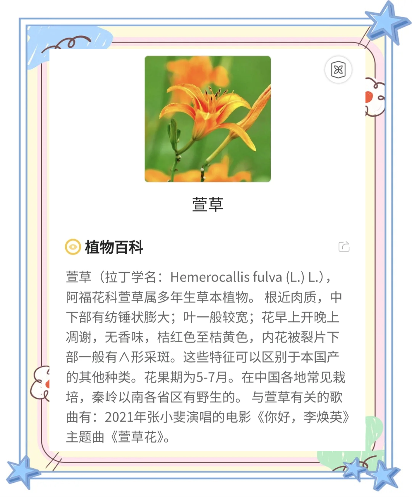 蜜芽忘忧草的寓意是什么蜜芽与忘忧草，心灵的寄托与自然的馈赠-第1张图片