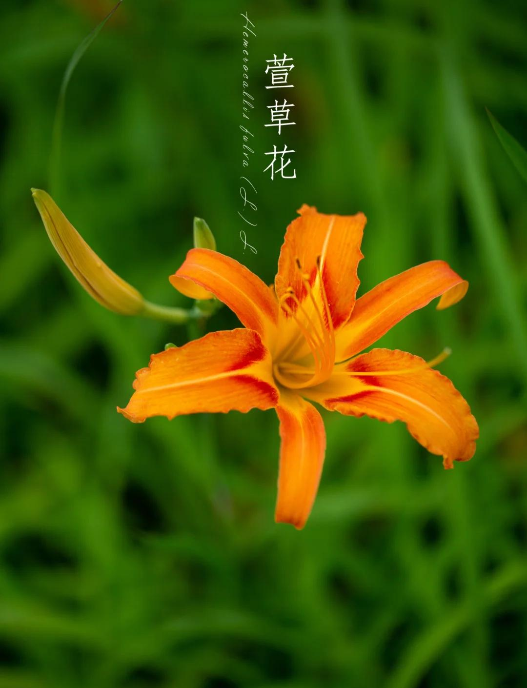 4681忘忧草忘忧草，心灵的绿洲-第2张图片
