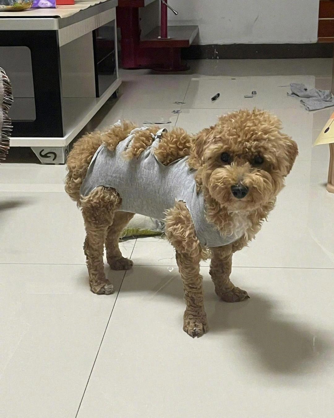 被自己家的狗上瘾了怎么办？