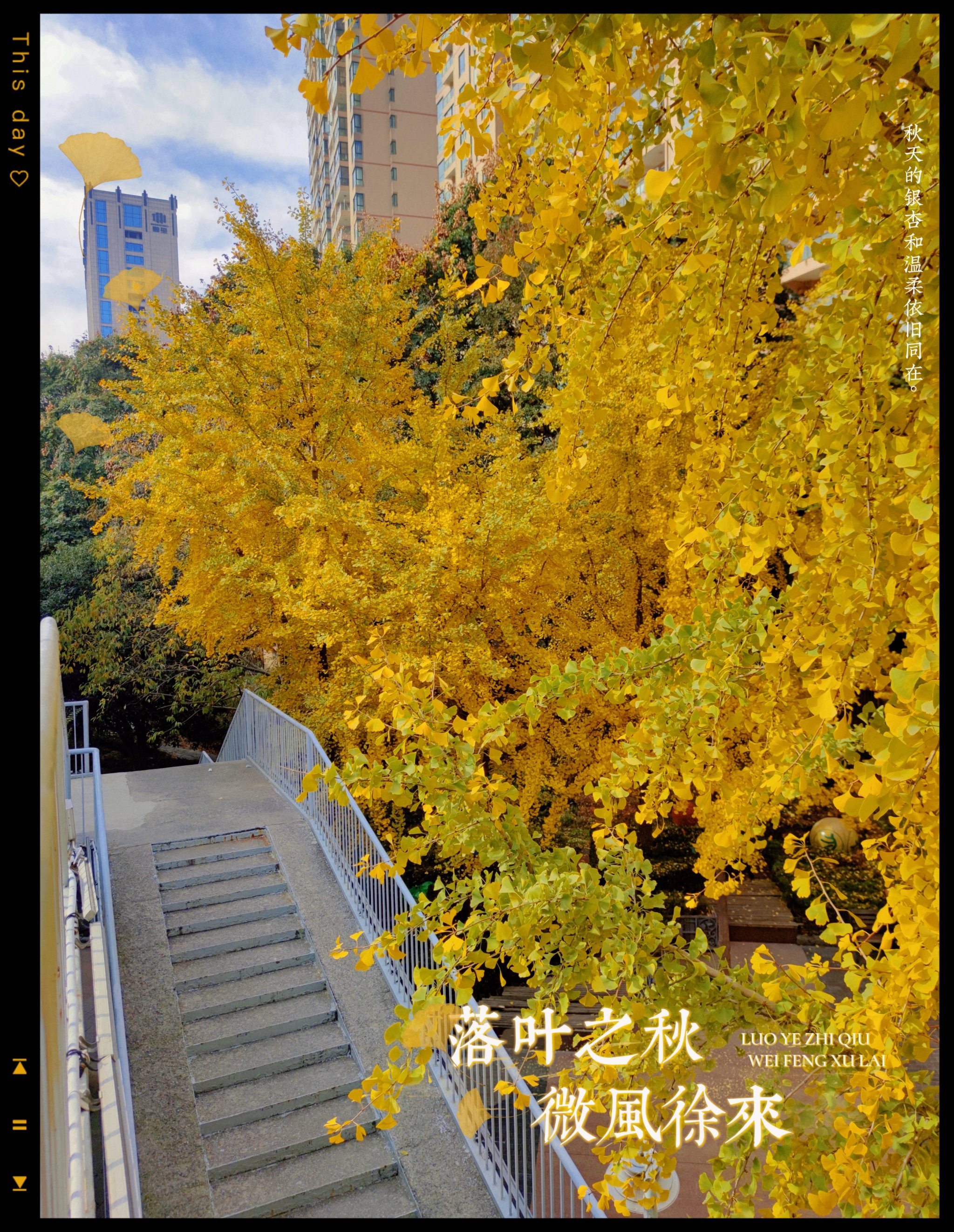 一叶知秋吉他谱-第1张图片