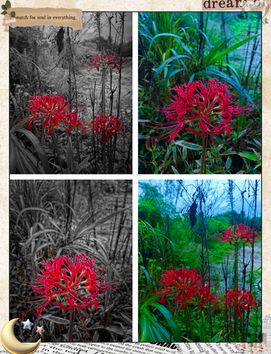 赤道碎星花结赤道碎星花结，神秘之花