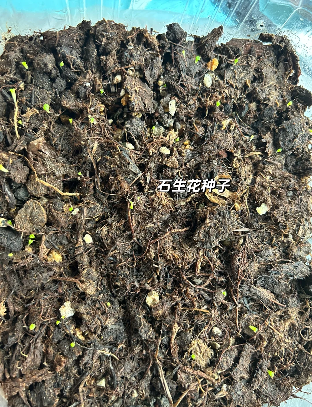 玉缀多肉与叶插之美