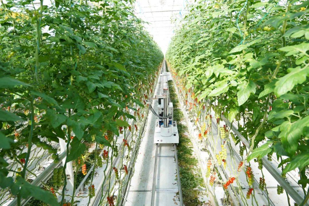 采摘网采摘网，高效便捷的农业工具-第2张图片