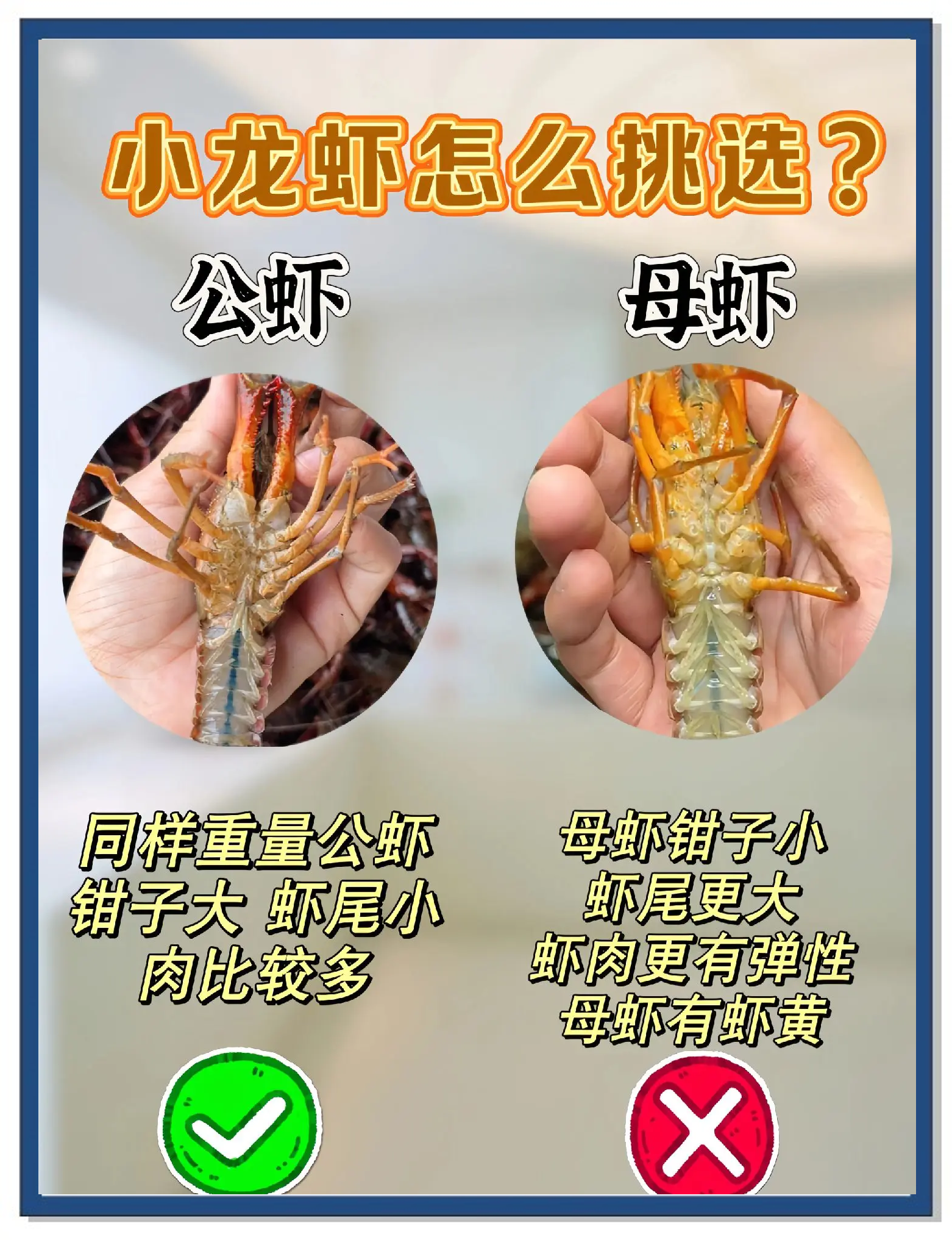 小龙虾养殖方法和环境百度词条，龙虾-第1张图片
