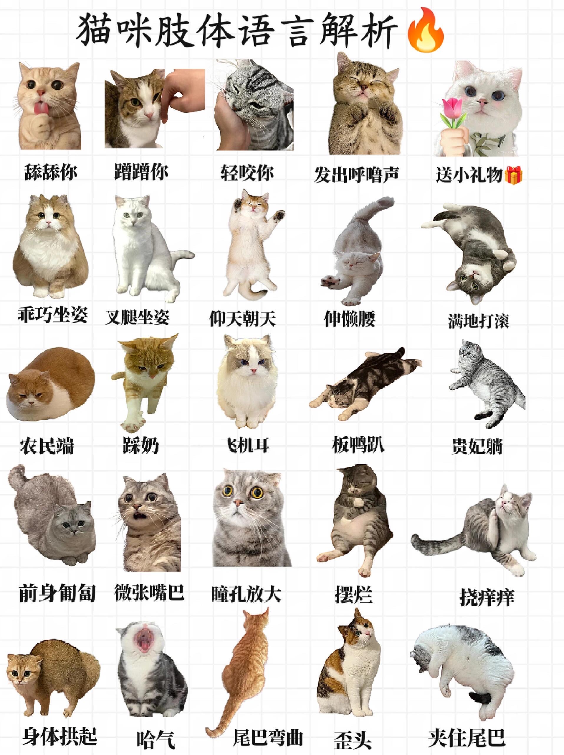 猫咪地域网名入口639CFIOS猫咪地域网名入口，639CFIOS