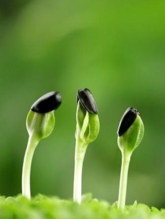 种子库资源在线种子库资源在线，开启高效农业的新篇章-第2张图片