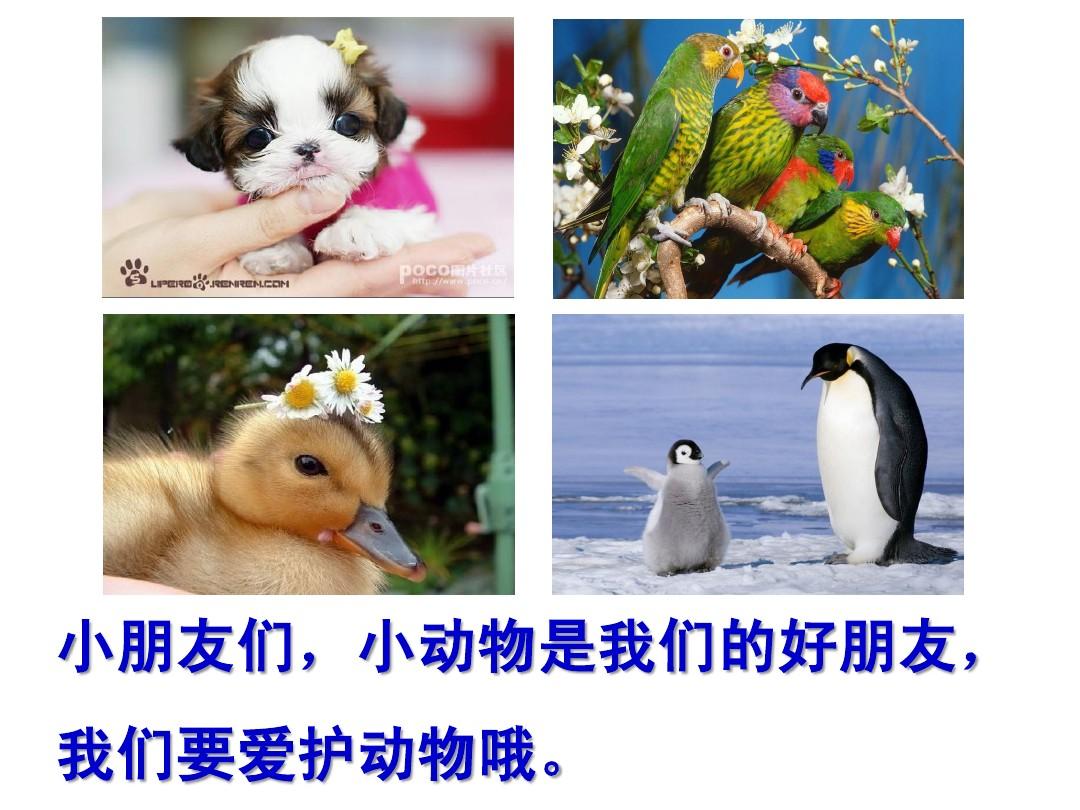猫咪3.0版本怎么下载猫咪3.0，宠物界的未来-第2张图片