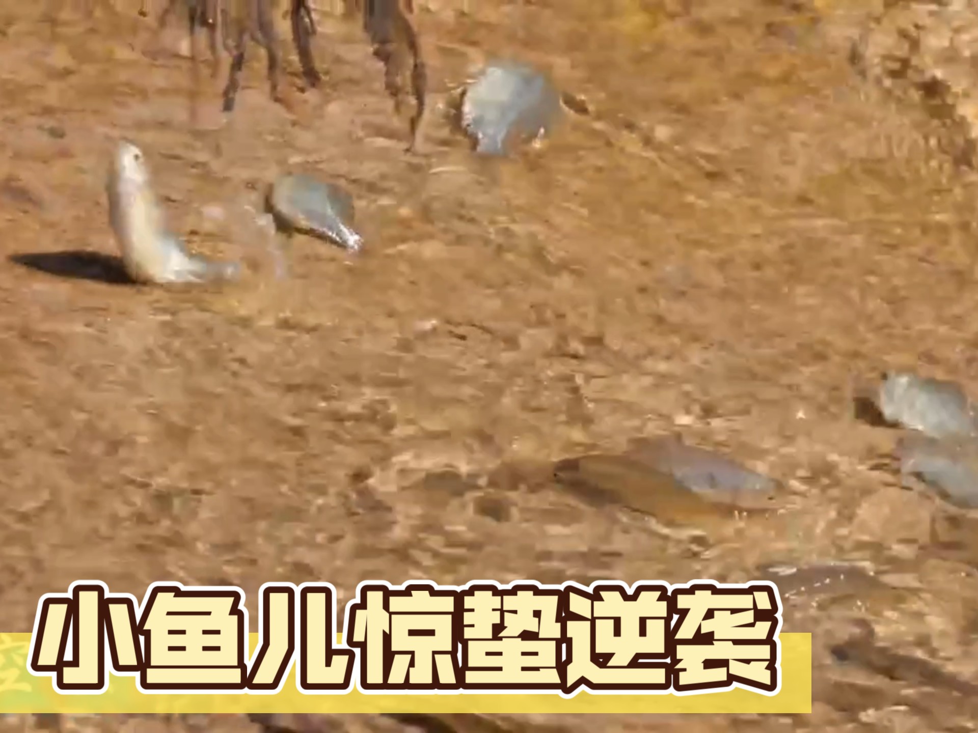 小鱼儿心水论免费开奖结果小鱼儿心水论坛，探索网络世界的乐园