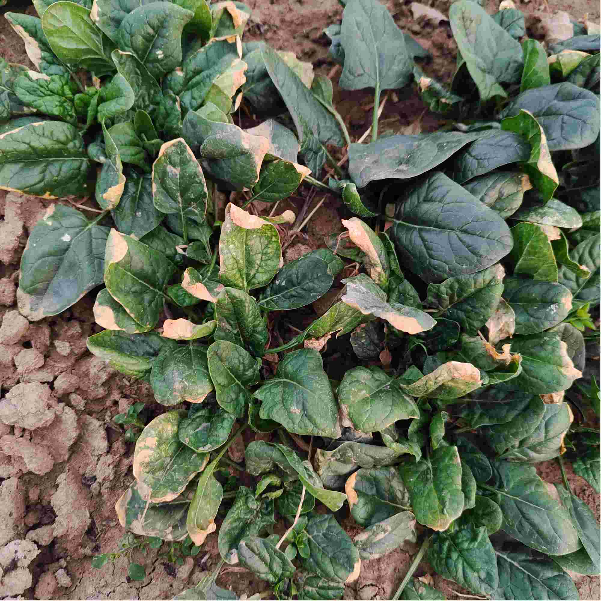 菠菜网免费领取体验金菠菜网HAOBC，引领绿色生活的新窗口-第1张图片
