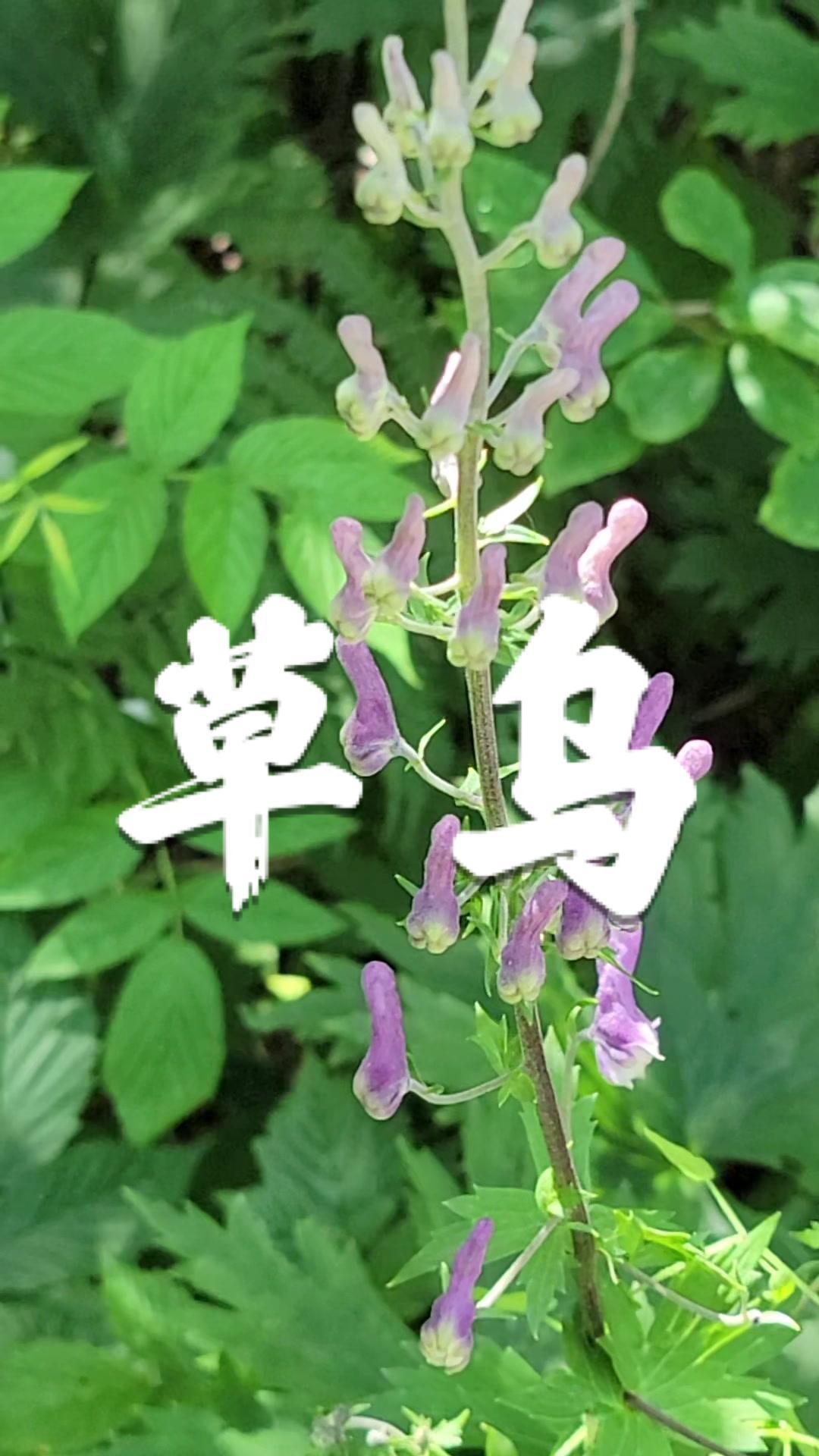 小草乌的魅力与故事-第3张图片