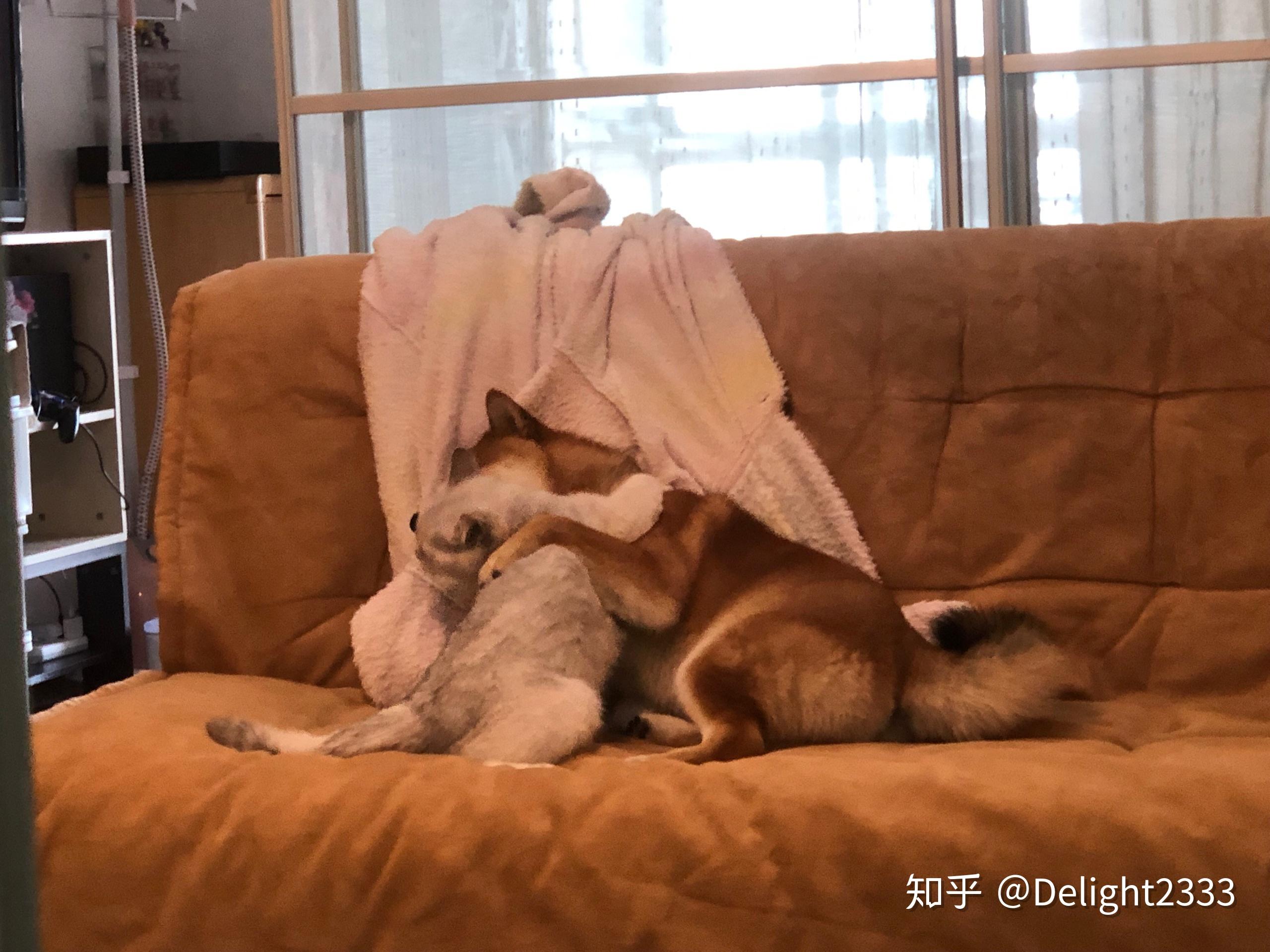 被男友咬小兔兔的感觉知乎被男友咬小兔兔的感觉知乎-第1张图片