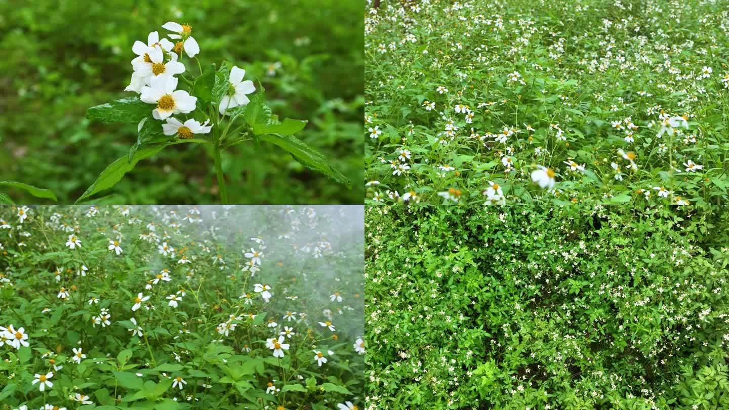 野花社区在线观看www野花社区在线观看