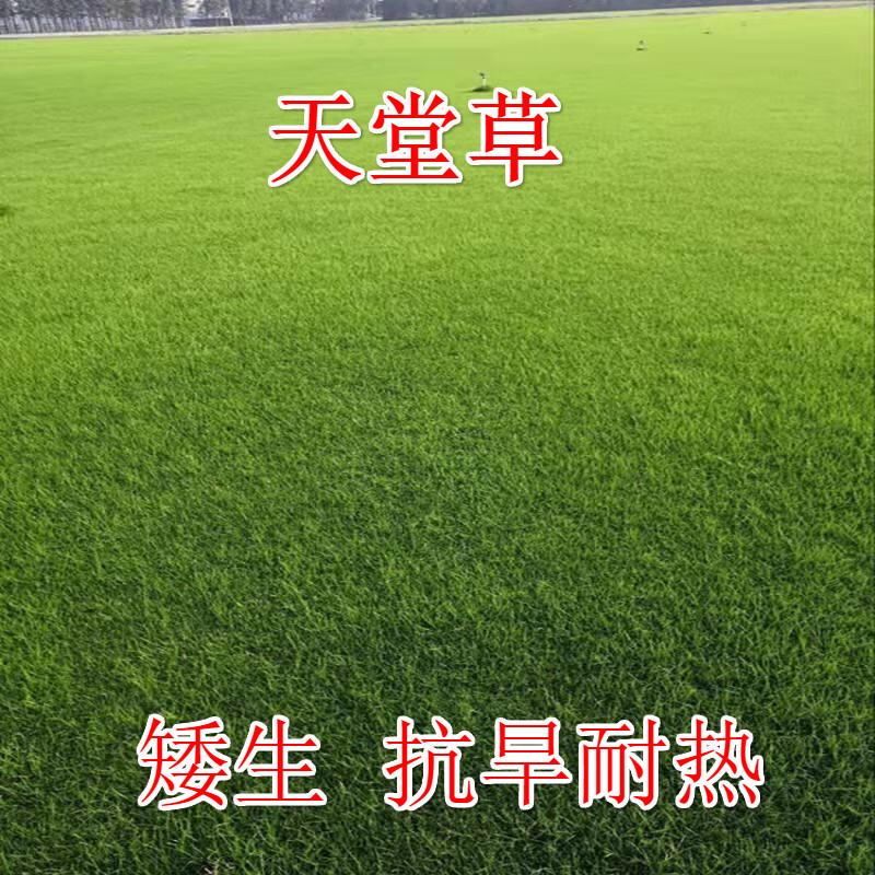 天堂www在线资源种子-第1张图片