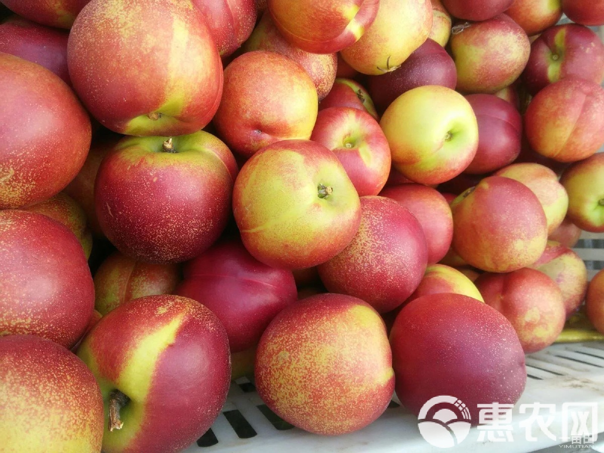 9612黄桃视频页面9612黄桃网站进入页面图片介绍-第1张图片