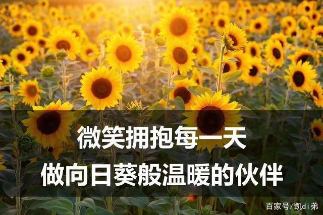 向日葵视频色斑app——幸福宝的探索之旅-第1张图片