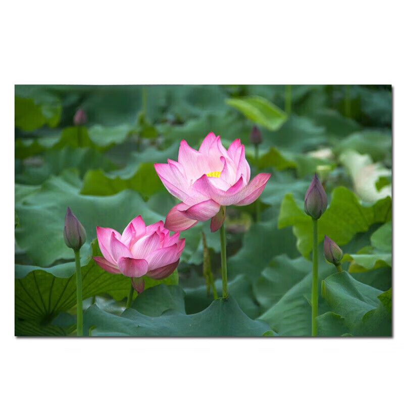 莲花盘坐整根吸入H莲花盘坐整根吸入-第1张图片