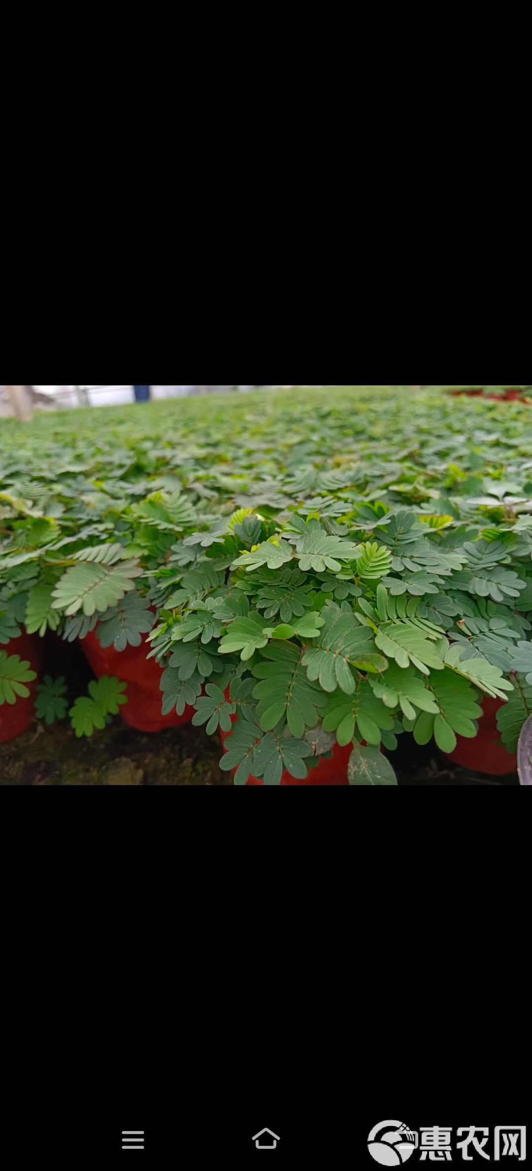 含羞草传媒416WW含羞草传媒在线观看-第1张图片