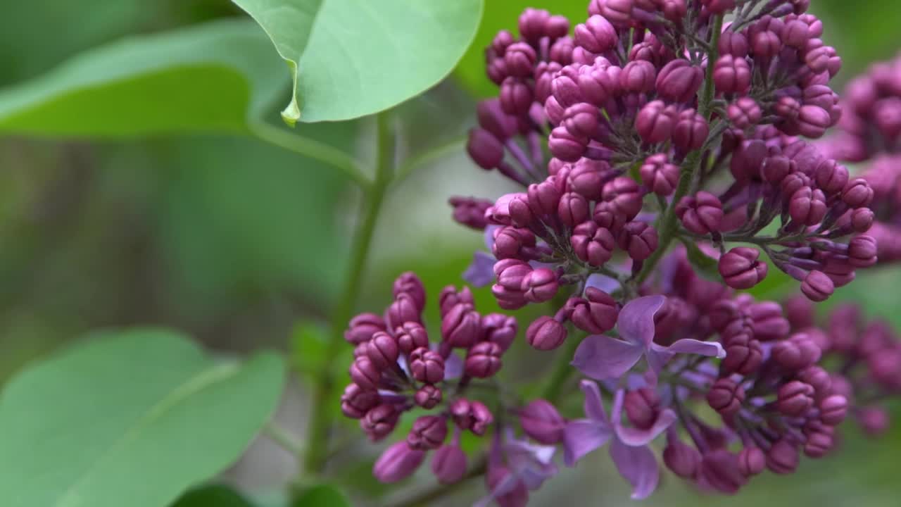 丁香花高清在线观看完整版-第1张图片