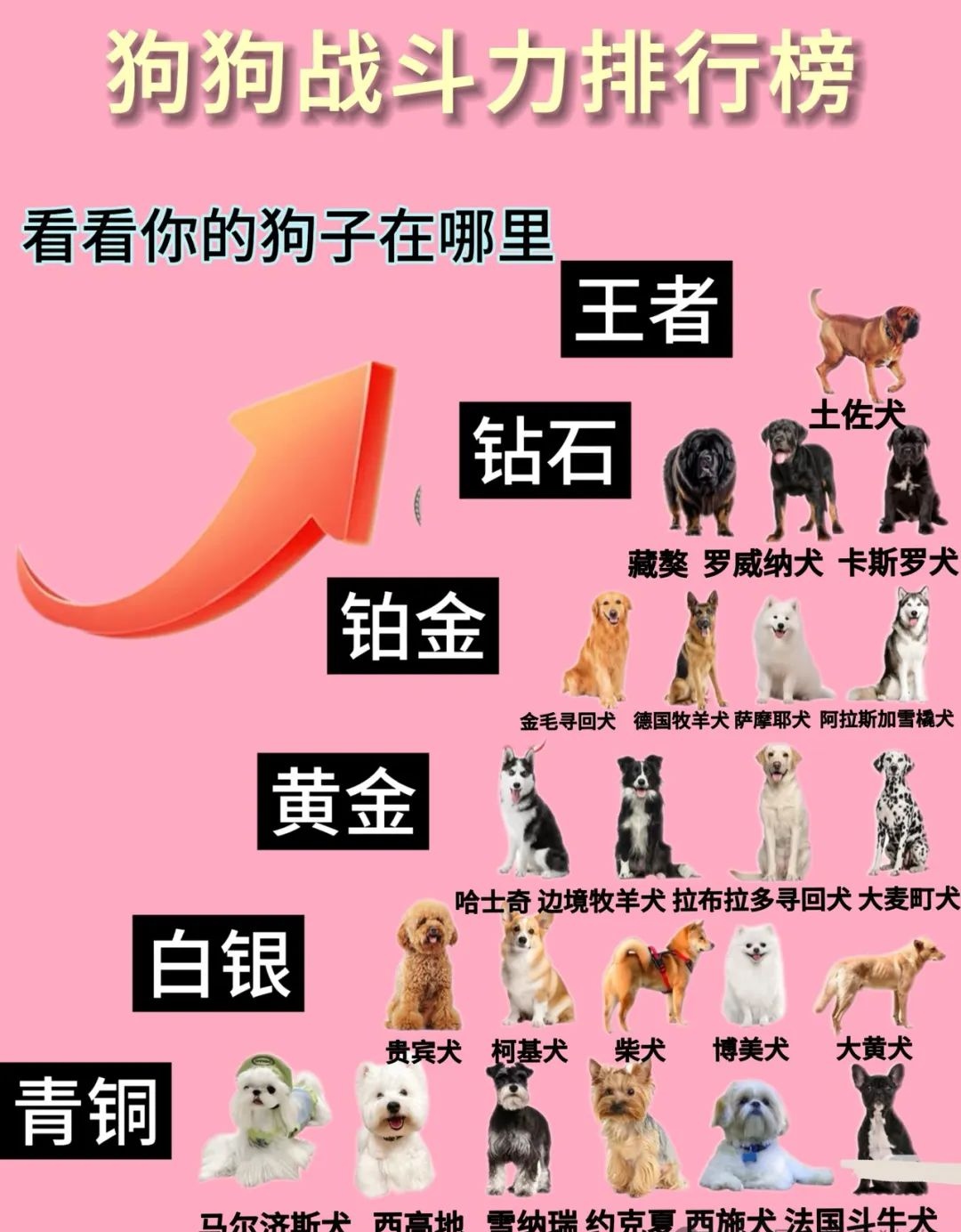 狗狗的东西比老公的大狗狗的东西比老公的大-第1张图片