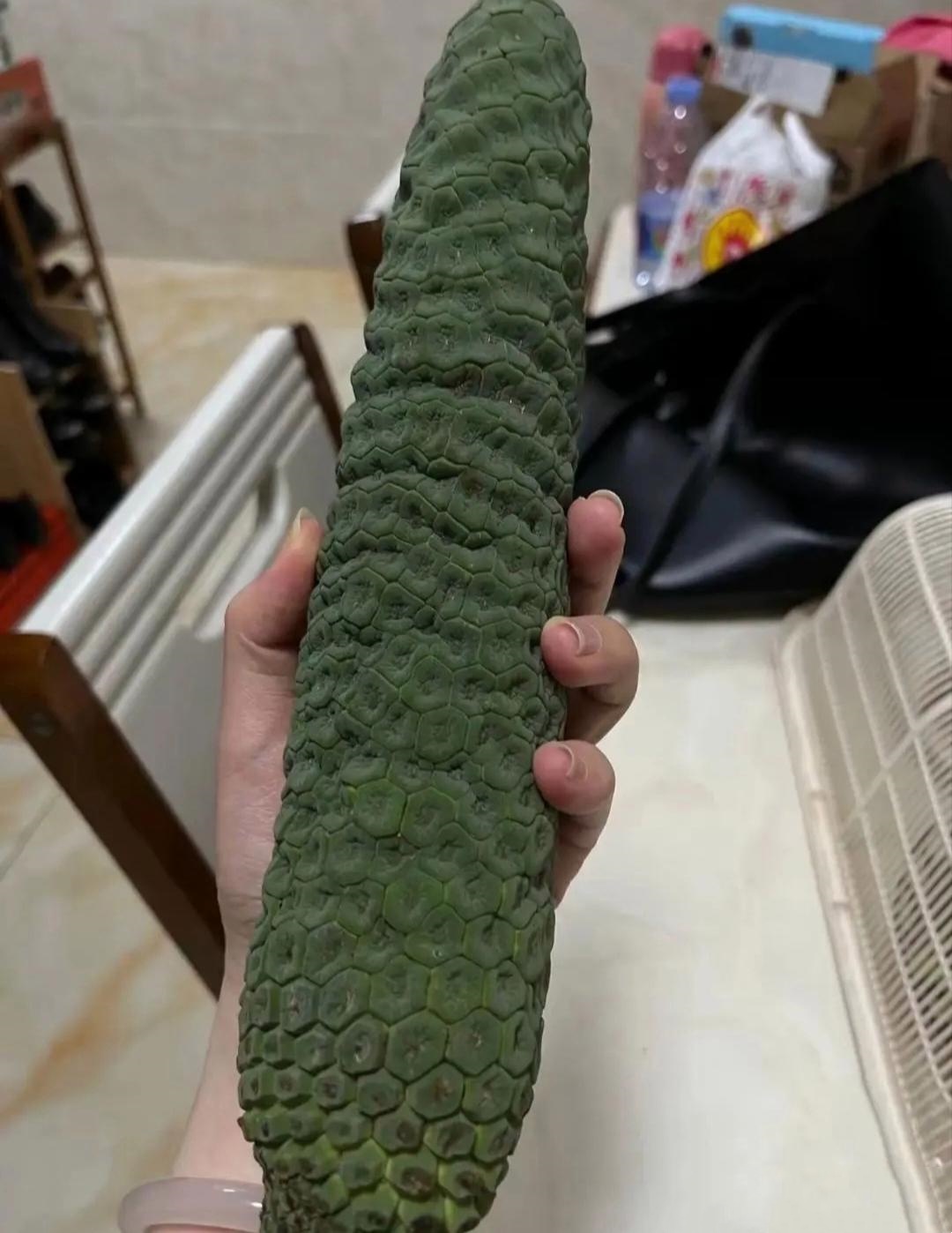探索神秘之物——往下面放什么像舌头的物品-第1张图片