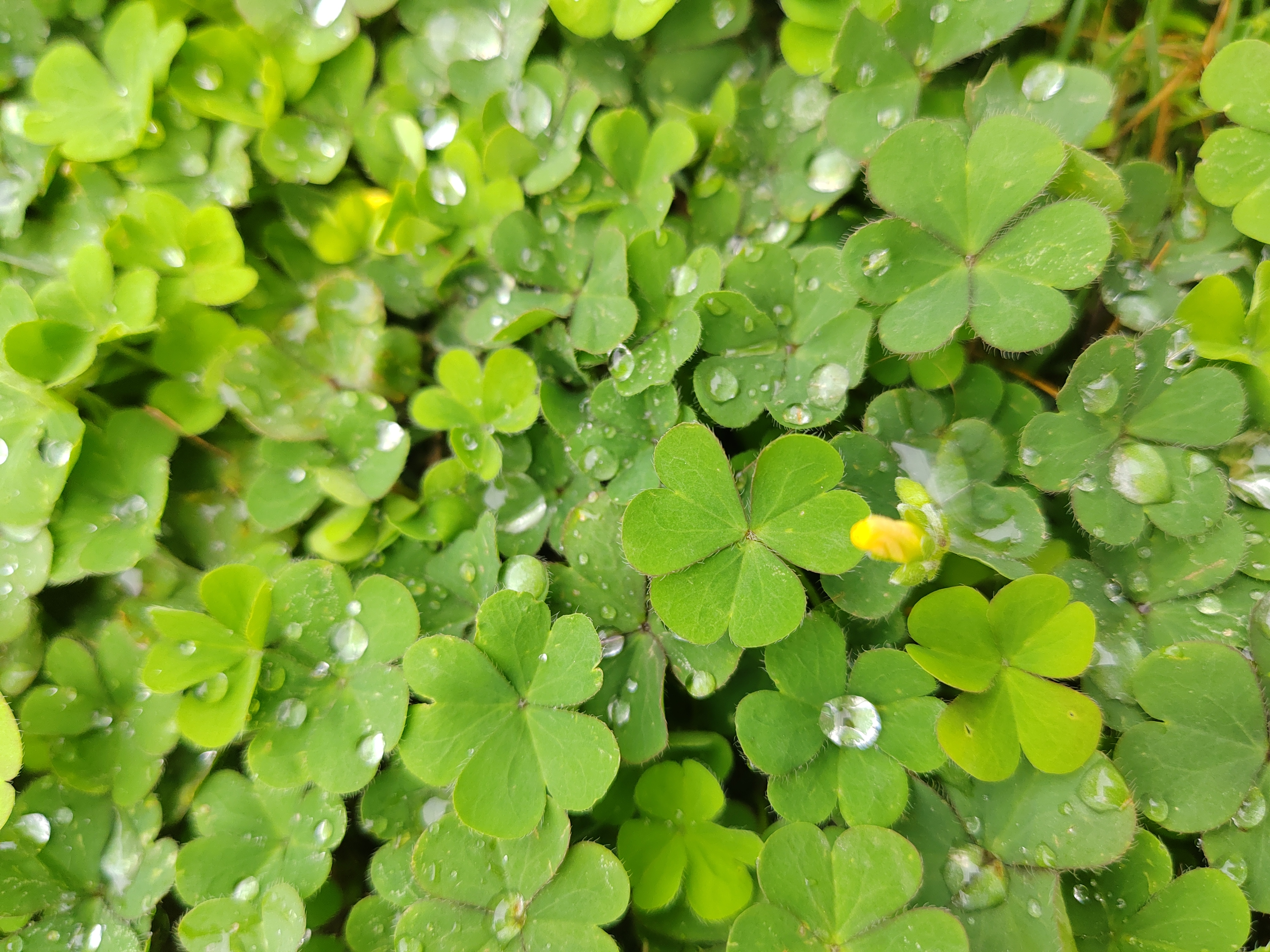 小草cc的词语小草CC，生命之绿，自然之韵-第1张图片